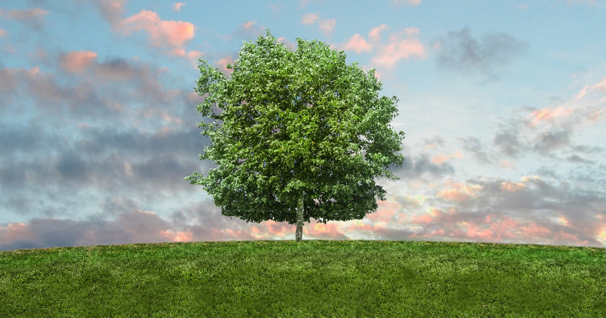 A tree growing in a field