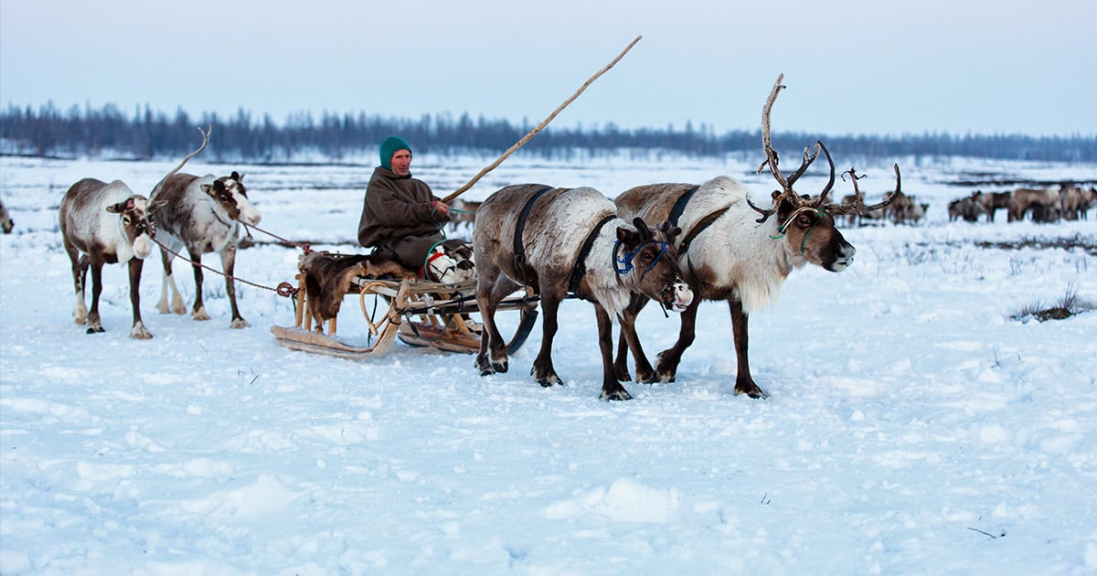 Reindeer with a sled in Siberia Reindeer with a sled in Siberia