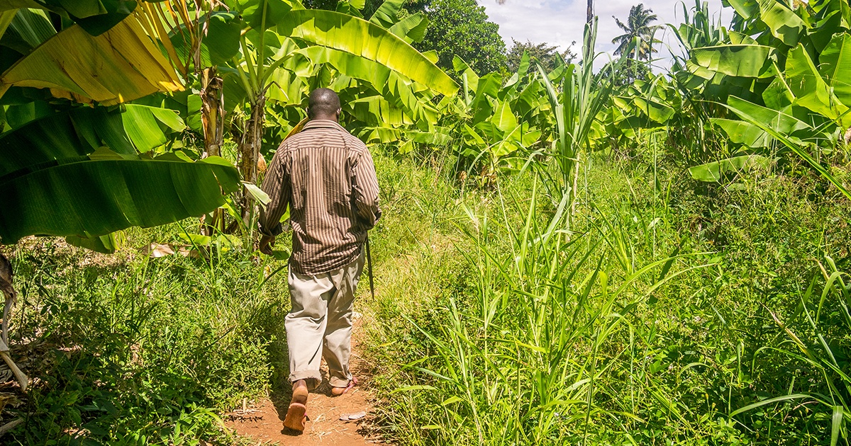 Man walking through banana farm in Kenya Man walking through banana farm in Kenya