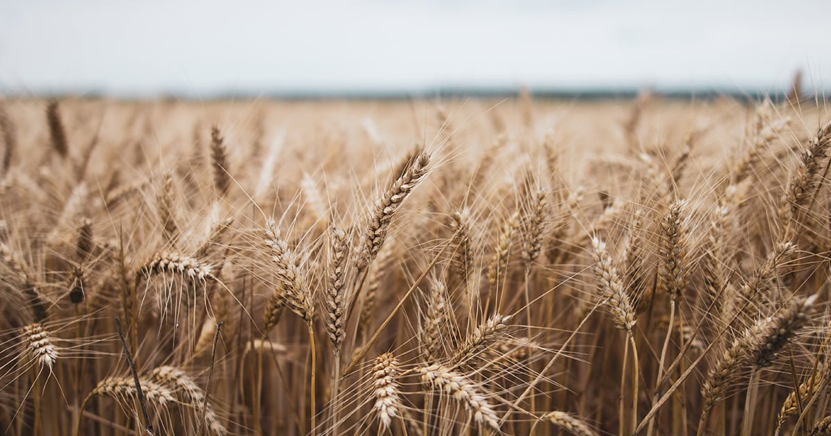 field harvest crop seeds